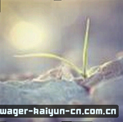 孙悦